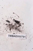 藏品(疣小金髮苔)的圖片